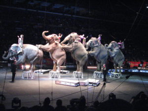 Elephants Ringling Brothers Circus