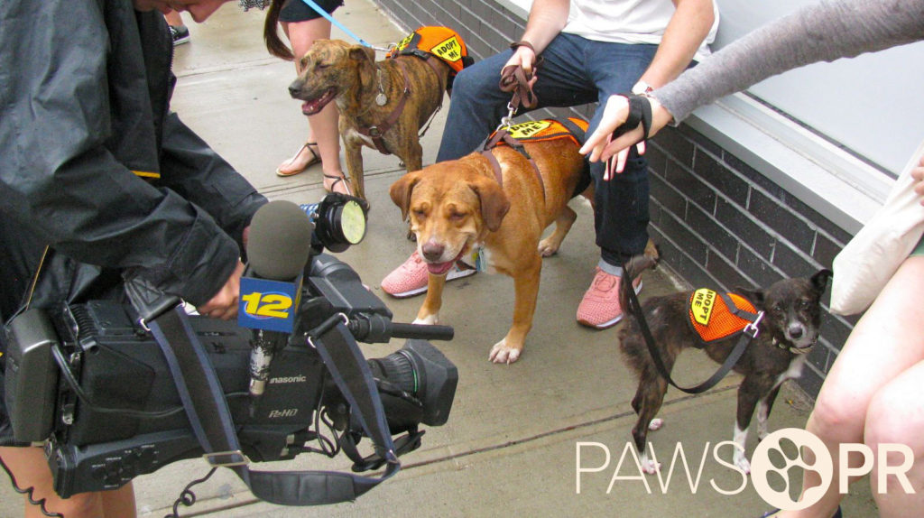 Best-PR-Firm-Animals