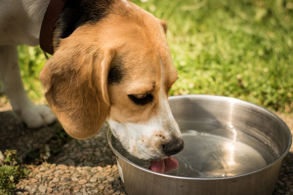 dog-1378087_1280