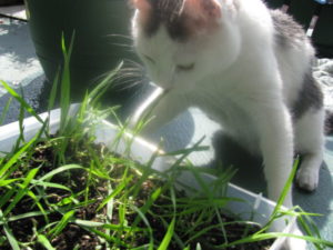 Summer-cat