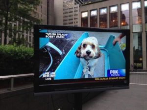 Paws-PR-Top-Pet-PR-Firm