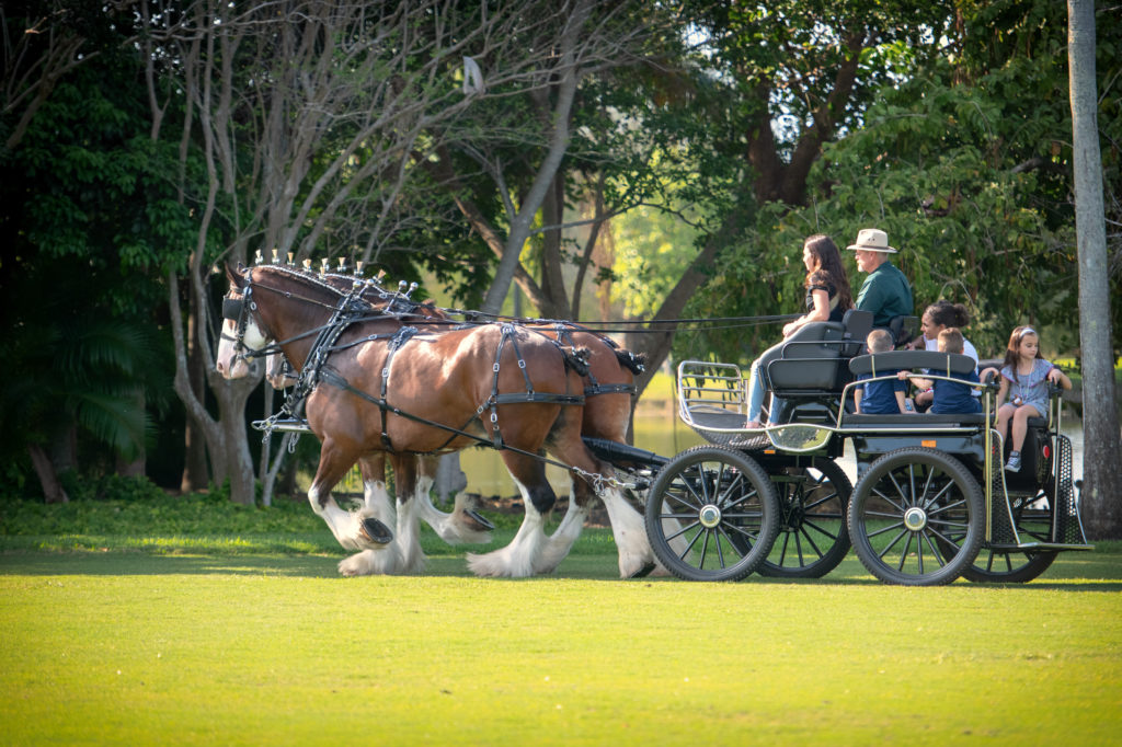 Victoria McCullough's Clysedale Horses