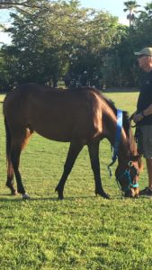 Adopt-A-Horse-Eqqus-Foundation