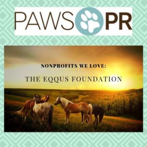 Best-Nonprofit-Horse