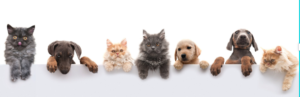 cats and dogs