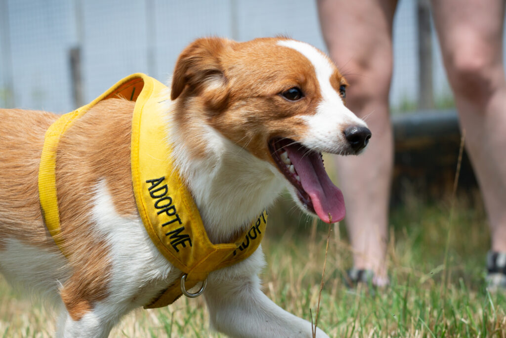 Flying To Save Animals: Introducing Pilots To The Rescue, Our Newest Client 1 adopt me dog