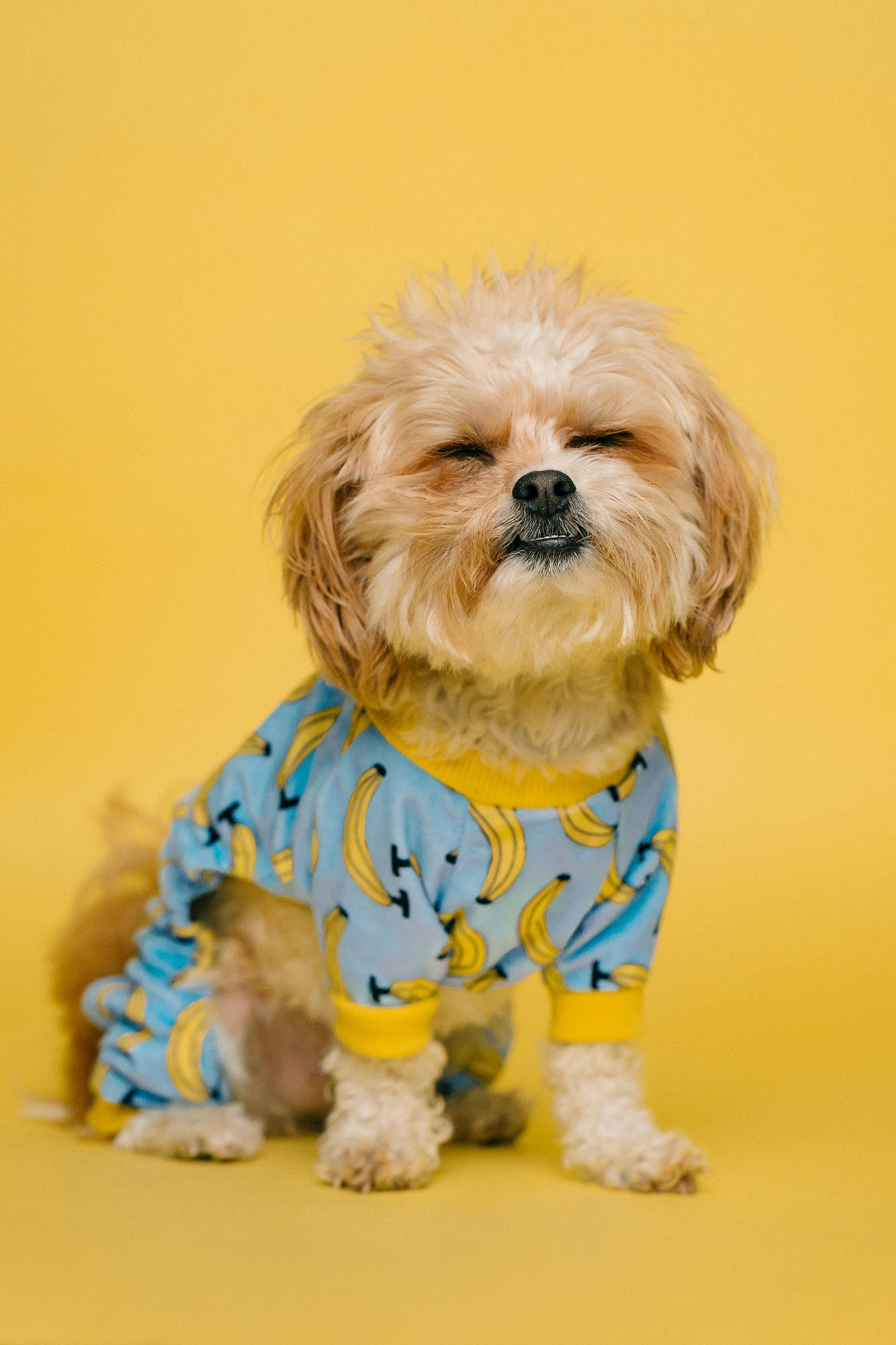 Small dog in banana shirt standing in front of yellow background